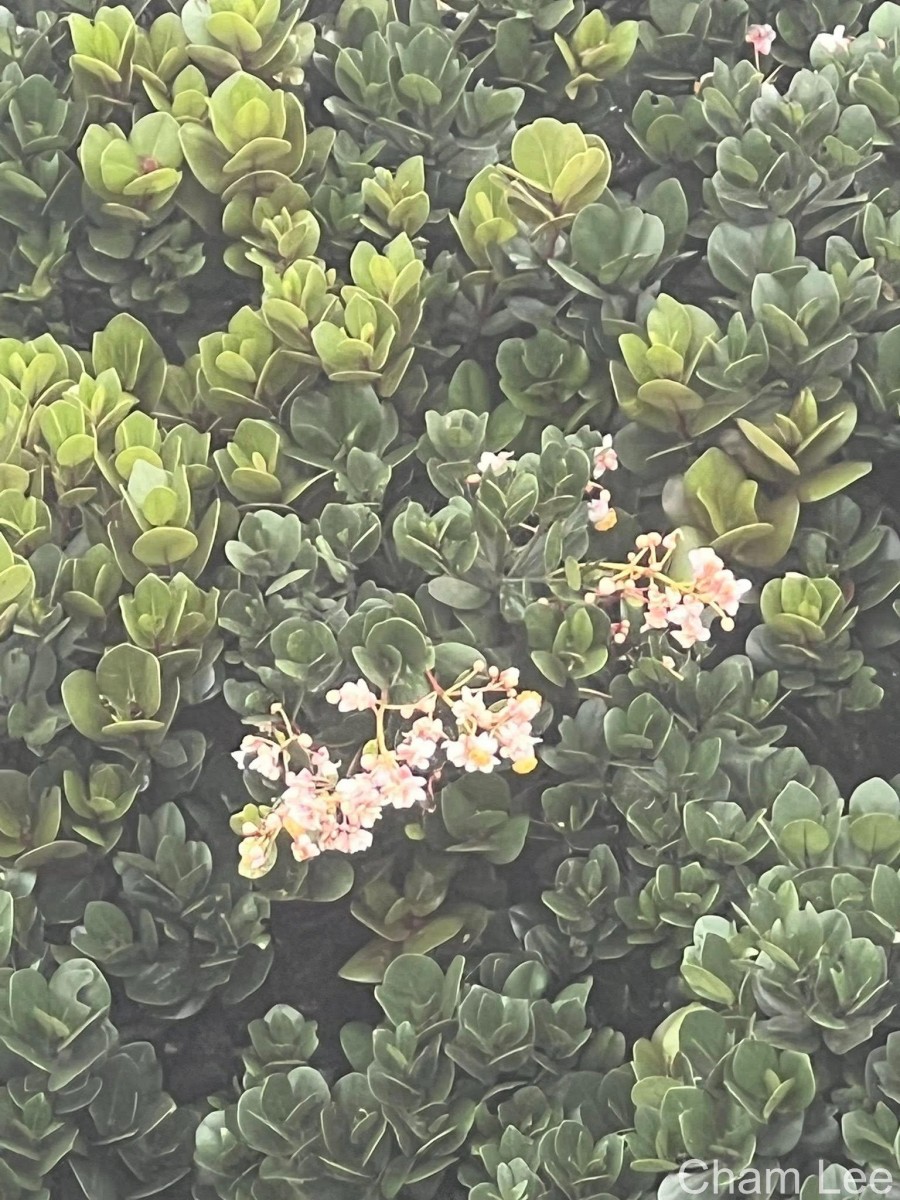 Calophyllum trapezifolium Thwaites